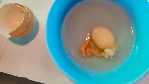 ตัวอะไรแน่ หนุ่มซื้อไข่ไก่มาทำอาหาร ตอกแล้วเจอคล้ายมีรกติดอยู่