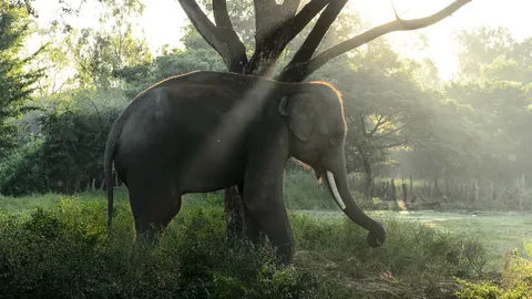 โทษตะกร้อช้างเตะ