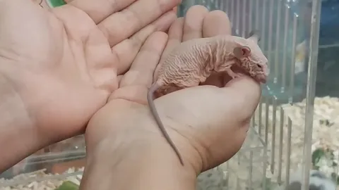 ฮือฮา ฟาร์มไทยเพาะเลี้ยงหนูสฟิงซ์ 2 สีพันธุ์ใหม่ของโลกได้ หวังพัฒนาให้ได้ 7 สี