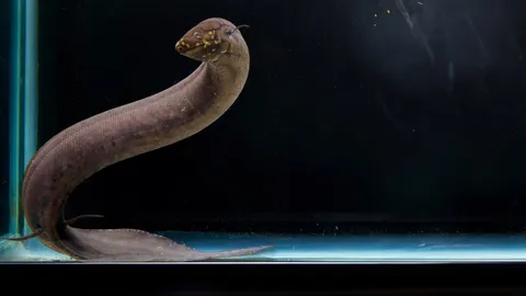 ปลาปอดอเมริกาใต้มีจีโนมใหญ่ที่สุด