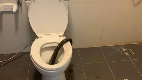 หนุ่มแชร์อุทาหรณ์ เตือนภัยหน้าฝน งูตัวใหญ่โผล่ชักโครก กัดเข้าที่อวัยวะเพศ (คลิป)