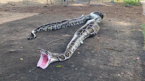 เจ้าของช็อก งูหลามยักษ์ ดอดกินไก่ชนเกือบหมดเล้า  