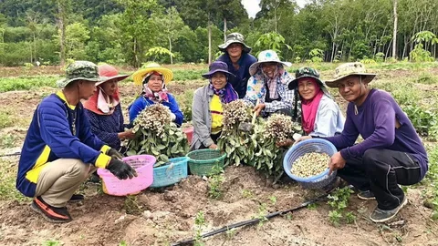 ถั่วหรั่ง..กวก. สงขลา 3 เมล็ดใหญ่ โปรตีนสูง