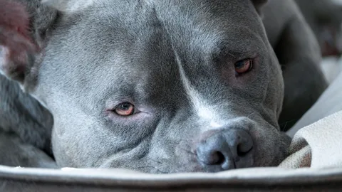 หนุ่ม 18 ดับคาที่นอน ถูกสุนัขอเมริกัน บูลลี่ 3 ตัว ของพี่ชายรุมขย้ำ (คลิป)