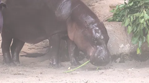 โตเป็นสาวเต็มตัว สวนสัตว์โคราช เตรียมประกาศหาคู่ให้ "หมูมะนาว" ป้าของ "หมูเด้ง"