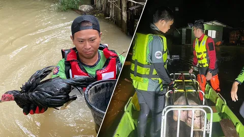 ห่วงใยทุกชีวิต ชื่นชมอาสากู้ภัยช่วยอพยพ "หมู-ไก่" ขึ้นเรือหนีน้ำท่วม