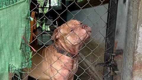 พิตบูลพุ่งขย้ำ หญิงวัย 67 ดับสยอง ปั่นจักรยานผ่านบ้าน หลุดคอกกระโจนใส่