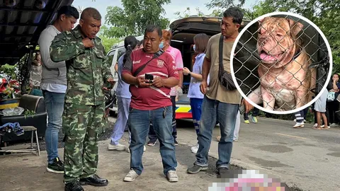 พิตบูลกัดสยอง