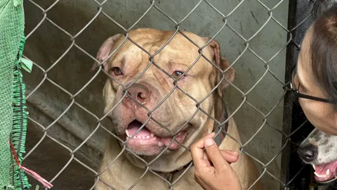 "โป๊ยก่าย" พิตบูลขย้ำแม่เฒ่าดับ เตรียมทำหมัน ย้ายไปบ้านใหม่ จ.นครปฐม