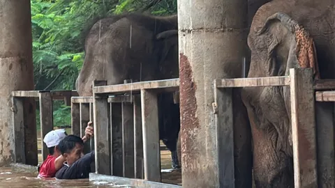 น้ำท่วมสูง เส้นทางถูกตัดขาด ขอกำลังเสริมช่วยสัตว์ภายในศูนย์บริบาลช้างแม่แตง (คลิป)
