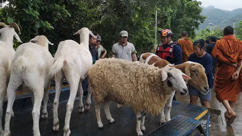 สวนสัตว์เชียงใหม่ สั่งการเร่งด่วน จัดทีมสัตวแพทย์ ช่วยเปางช้างแม่แตงประสบอุทกภัย