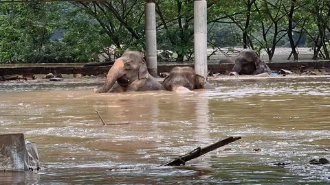 น้ำป่าถล่มปางช้าง ตายสลด 1 อีก 30 เชือกไร้ชะตา ทะลักท่วมสูงช่วยโกลาหล เชียงใหม่อ่วม (คลิป)