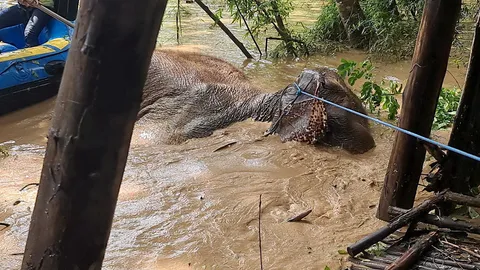 ช่วยช้าง
