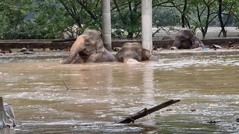 เปิดวินาทีชีวิต ทีมช่วยช้างรอดตาย ถึงลอยน้ำได้ก็ช่วยไม่ทัน