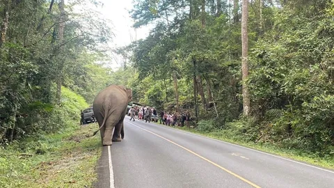 อุทยานฯ เขาใหญ่ แจง "พลายสุ" ขอลาออกเอง ดราม่าปรับชุดเฝ้าระวังผลักดันช้างป่า