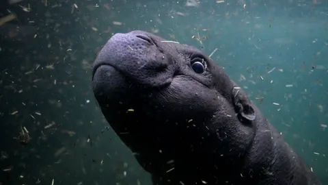 "โทนี่" ลูกฮิปโปแคระสวนสัตว์เบอร์ลิน อายุครบ 5 เดือน ลงว่ายใต้น้ำครั้งแรกอวดโฉมนักท่องเที่ยว