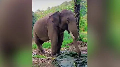 เตรียมเคลื่อนย้าย "พลายเเสนเเชมป์" ช้างตระกูลแสน มาเชียงใหม่ 9 พ.ย. นี้