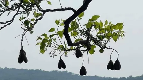 เปิดตำนานที่มา "ต้นโยนีปีศาจ" พบเพียงแห่งเดียวบน "อุทยานแห่งชาติภูเวียง"