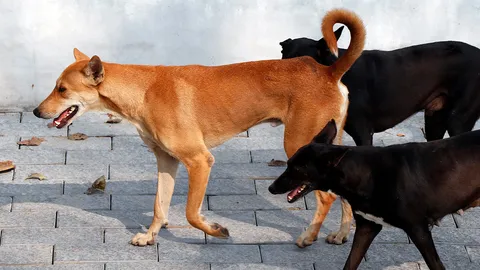 ควบคุมพาหะโรคพิษสุนัขบ้า กทม.-มูลนิธิเพื่อสุนัขในซอยลุยทำหมันฉีดวัคซีน