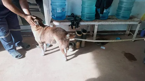 ทำเพื่ออะไร คนใจร้ายจับงูสิงผูกหาง "น้องหมา" ตกใจวิ่งขอความช่วยเหลือ (คลิป)