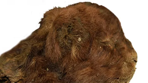 พบซากลูกเสือเขี้ยวดาบอายุ 35,000 ปี ในไซบีเรีย ยังคงมีขนเกือบสมบูรณ์