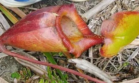 สำรวจเจอป่าใหญ่ของไม้พุ่มเตี้ยกินสัตว์ ต้นกินหนูเป็นอาหาร  