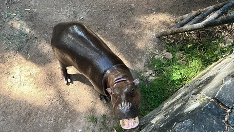 เตรียมสู่ขอ "น้องหมูมะนาว" ให้ "น้องหมูตุ๋น" พร้อมจัดพิธีแต่งงานก่อนเข้าเรือนหอ