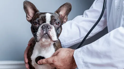 น้องหมาสูงวัย เสี่ยงเป็นโรคลิ้นหัวใจรั่ว ภัยเงียบที่เหล่าทาสต้องระวัง