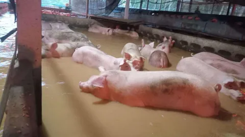 น้ำท่วมสงขลา กระทบฟาร์มหมู ลอยคอเกือบ 500 ตัว รอความช่วยเหลือ