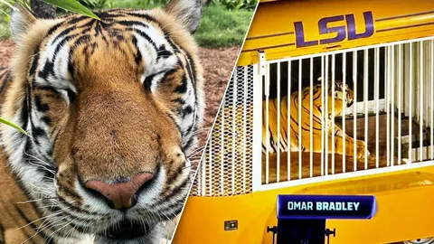 รู้จัก เสือโคร่งมาสคอต มหา'ลัย LSU ประเพณีที่สืบทอดมา 88 ปี