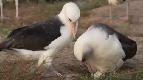 สุดทึ่ง นกป่าที่อายุมากที่สุดในโลก วางไข่ด้วยอายุ 74 ปี