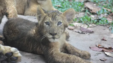 ได้ชื่อแล้ว 4 ลูกสิงโตแก๊งตัวตึงสวนสัตว์ "ขามแก่น เสียงแคน ผ้าไหม มัดหมี่"