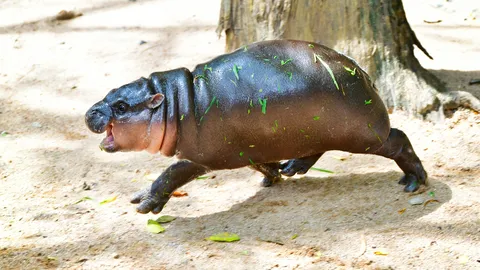 ผอ.สวนสัตว์เปิดเขาเขียว ปลื้ม New York Times มอบรางวัล "หมูเด้ง" คนมีสไตล์แห่งปี