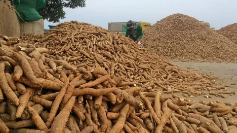 ครม. เทงบฯ 368 ล้านบาท ช่วย 4 โครงการ รักษาเสถียรภาพราคามันสำปะหลัง