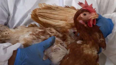 CDC ยืนยัน พบผู้ติดเชื้อไข้หวัดนกอาการรุนแรง รายแรกในสหรัฐฯ