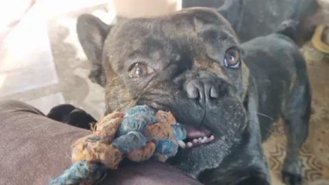 หนุ่มทุกข์ใจ ประกาศตามหาสุนัขหาย มีสินน้ำใจให้เป็น "ทองคำ" หนัก 2 สลึง