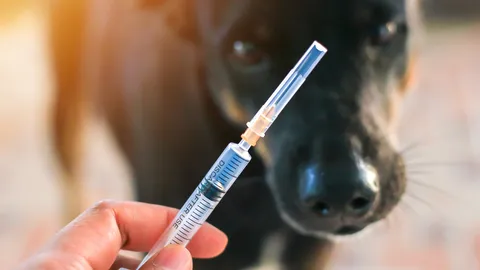 ฉีดวัคซีนคน 4,236 สุนัข 470 สนอ.กทม.รายงานคืบหน้าป้องกันสุนัขบ้าประเวศ