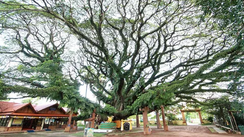 เมตตามหานิยม ไม้กาฝากขนุน บูชาเสริมฐานะ พลังโชคลาภ