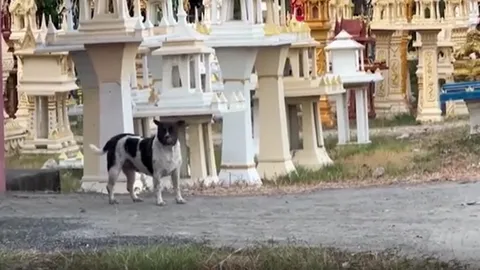 เพื่อนบ้านผวา เคสพิตบูล 4 ตัว รุมกัดหลานเจ้าของบ้าน เผยมักเจอไล่ตอนขี่รถผ่าน