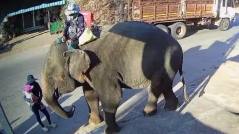 อุทาหรณ์ระทึก "อุ้มเด็กลอดท้องช้าง" เอาฤกษ์ปีใหม่ หวิดถูกเหยียบ