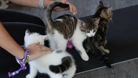 ฮีลกาย ฮีลใจ ไปกับโยคะลูกแมว เติมพลังในวันที่อ่อนล้าให้เหล่าทาสได้สุขใจ