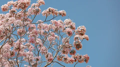 เตรียมตัวให้พร้อม คาดการณ์บานดอกชมพูพันธุ์ทิพย์ ม.เกษตรฯ กำแพงแสน ปี 2568