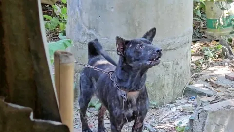 สลดหมาปิศาจ ขย้ำร่างเฒ่า 84 เจ้าของ พันธุ์ผสมไทย-พิตบูล เครียดถูกล่ามโซ่นาน