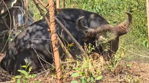 ช่วยสำเร็จ จับกระทิงป่าตาบอดไปดูแลแล้ว หลังบุกทำลายกำแพงบ้านประชาชนเสียหาย