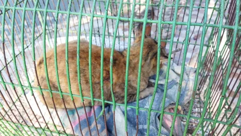 เจ้าของเศร้า เหมียวโดนลูกดอกยิงเบ้าตา คาดฝีมือ "กลุ่มผู้บ่าวกินแมว" แก้หนาว