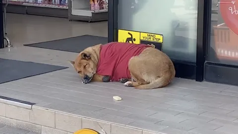 เอ็นดู "หมูแดง" หมาแสนรู้ นอนอยู่หน้าร้านสะดวกซื้อ รอเจ้าของที่เสียชีวิตไปแล้ว (คลิป)