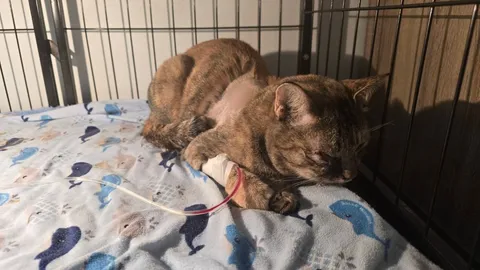 เจ้าของกังวลใจ ยังหาเงินจ่ายค่ารักษา "แมว" ไม่ได้ หลังถูกคนยิงลูกดอกเข้าเบ้าตา