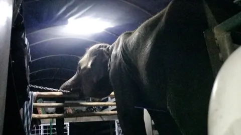 ช้างตกใจเสียงพลุ วิ่งไล่ชนคนกลางงานกาชาด เจ็บ 5 ราย