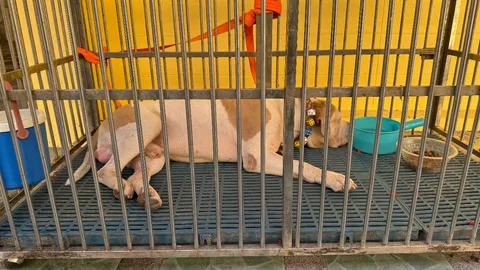 หาคนใจบุญรับเลี้ยง "จ็อด" อเมริกันบูลลี่ คาดหลวงพี่มรณภาพ จากโรคประจำตัว 