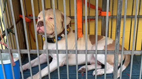 สุนัขพันธ์ดุ อเมริกันบูลลี่ แทะสยองศพ เหยื่อหลวงพี่ โดนขัง-หิวโซ